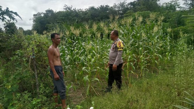 
					Polsek Kuantan Hilir Lakukan Pengecekan Tanaman Jagung Warga untuk Dukung Program Swasembada Pangan 2026